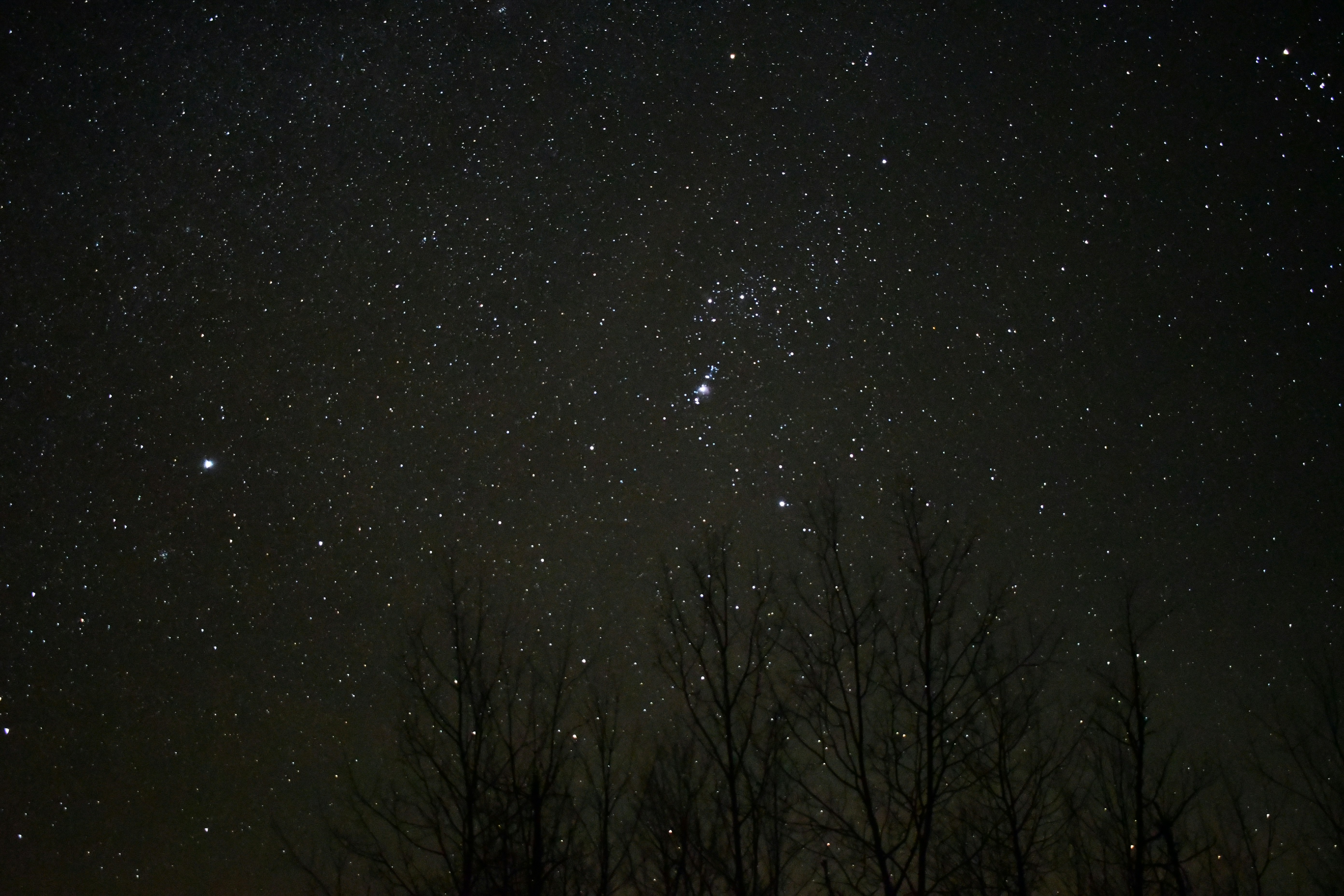 bare trees under starry night