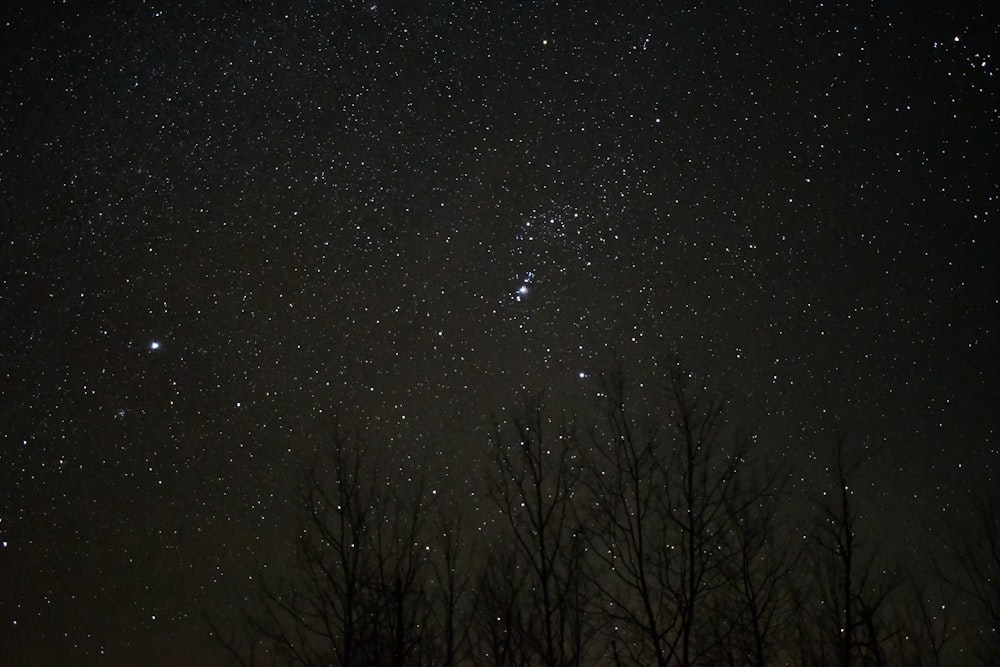 bare trees under starry night