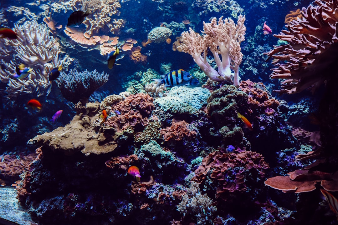 blue and yellow fish on coral reef,