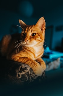 A serene Sacred Birman cat lounging comfortably on a soft cushion in a cozy home setting.