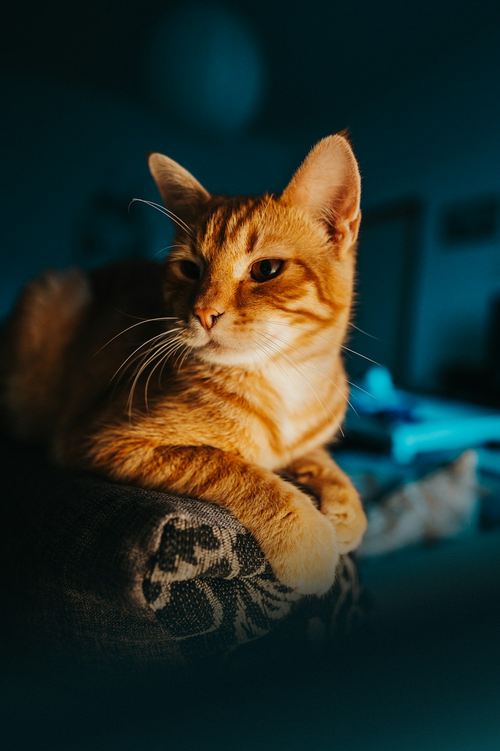 orange tabby cat on black textile