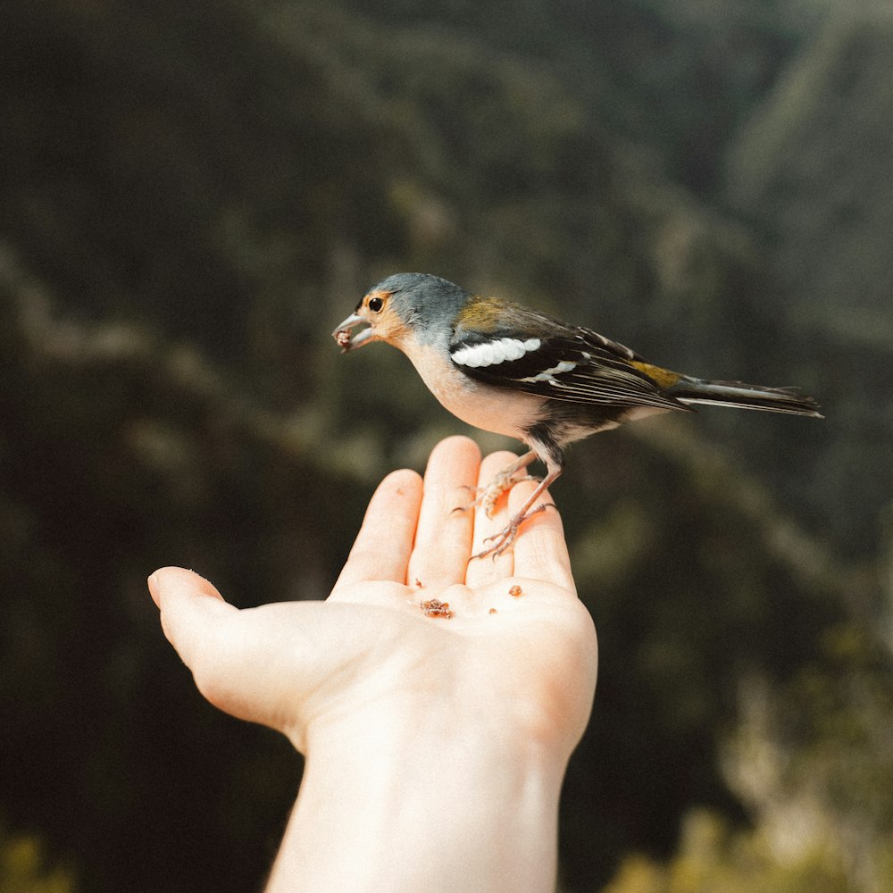 Pájaro blanco y azul en la mano de las personas