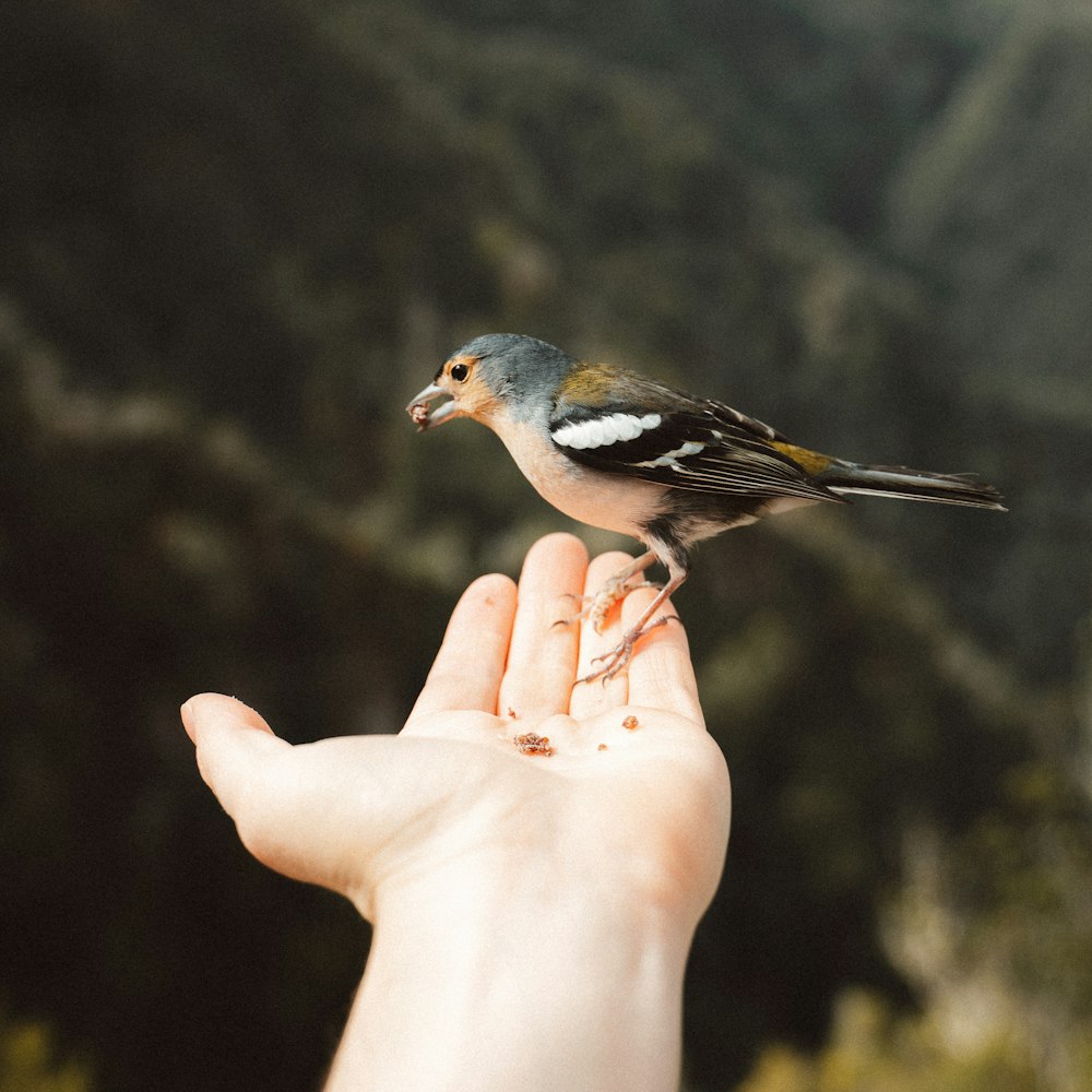 人の手に白と青の鳥