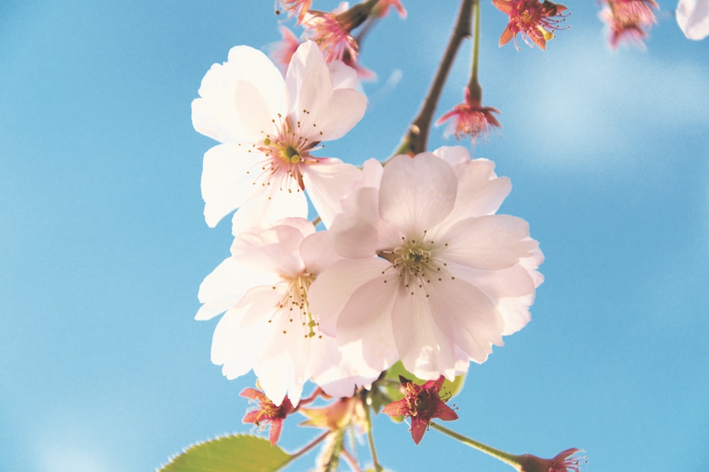 white cherry blossom in close up photography