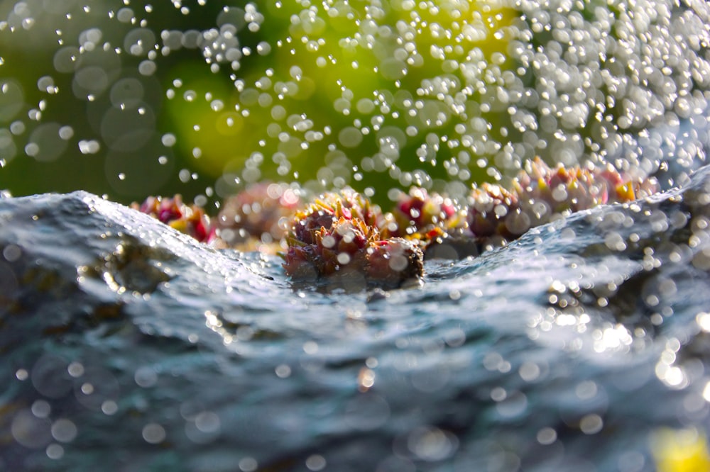 water splash on brown wooden stick