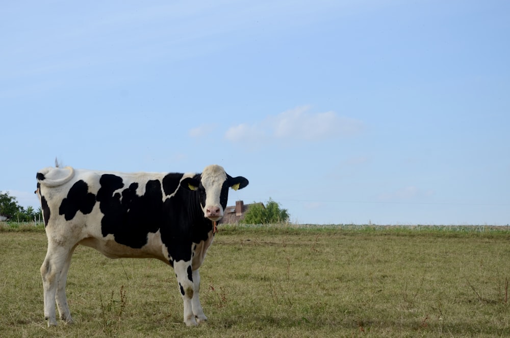 white and black cow on green grass field during daytime