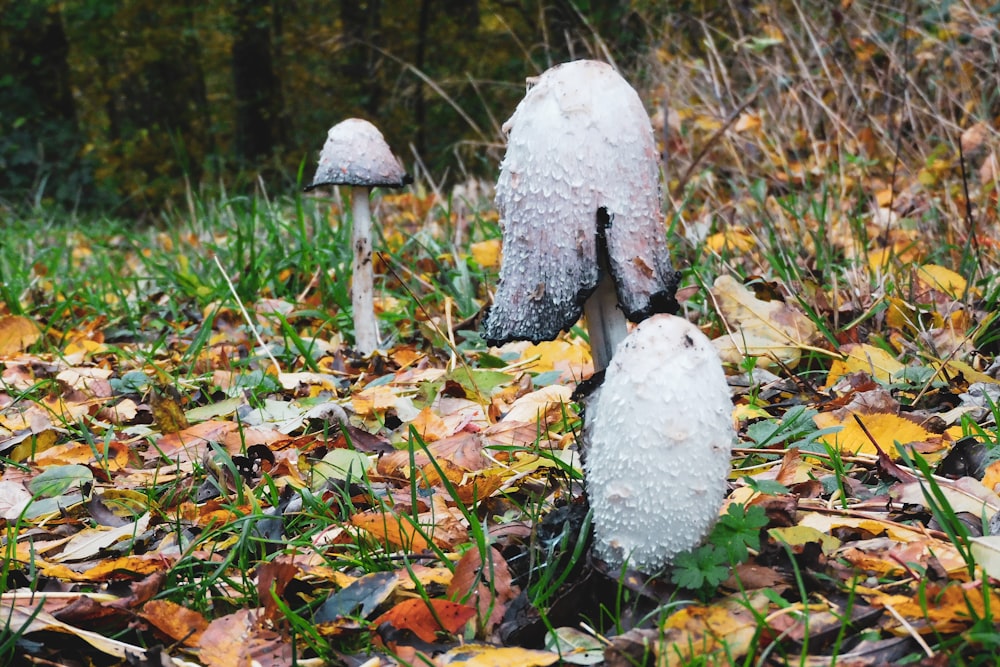 white and black mushroom on brown dried leaves