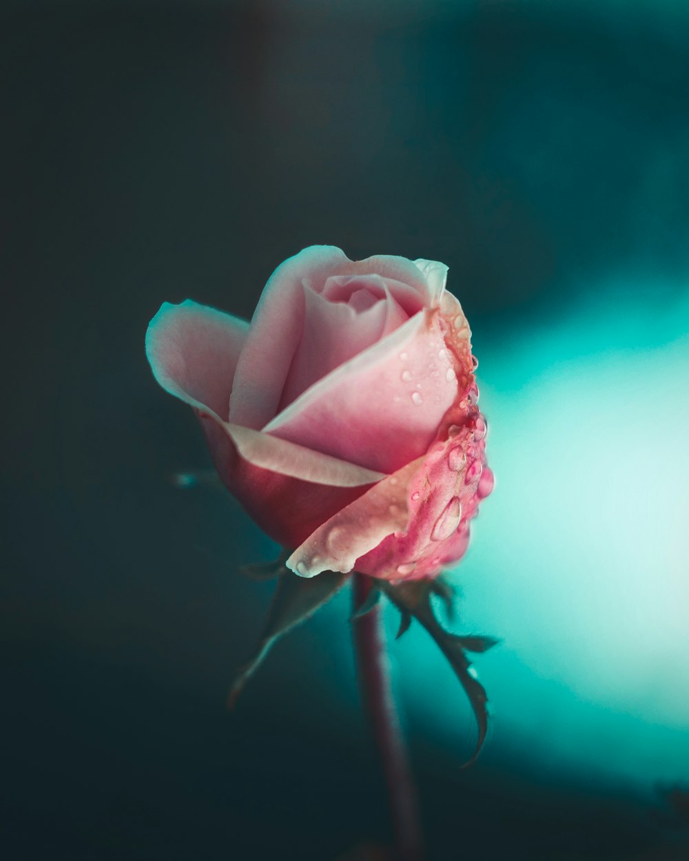 pink rose in close up photography