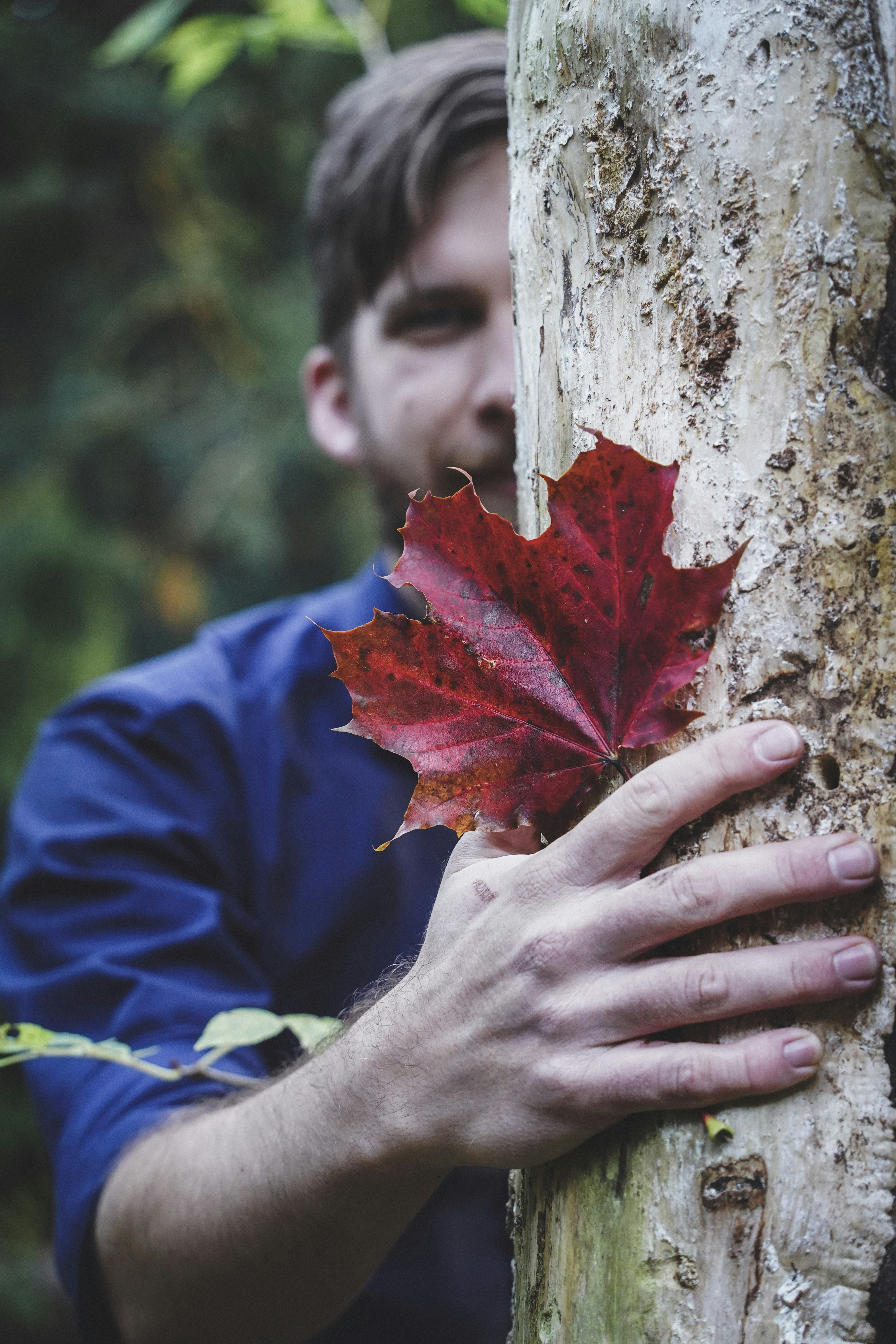 person in blue jacket holding red maple leaf