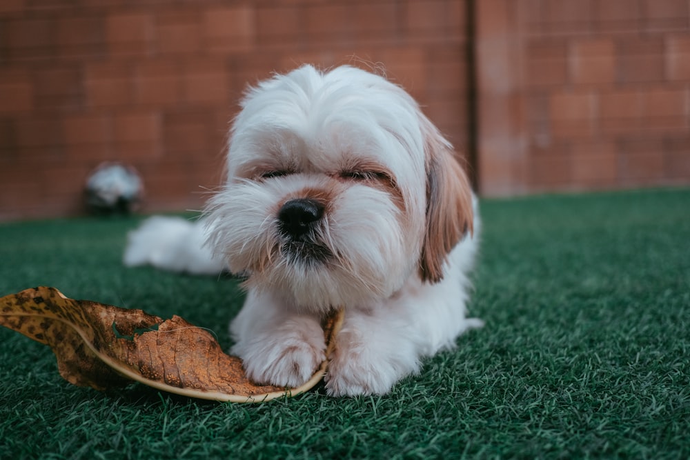 white and brown shih tzu puppy on green textile