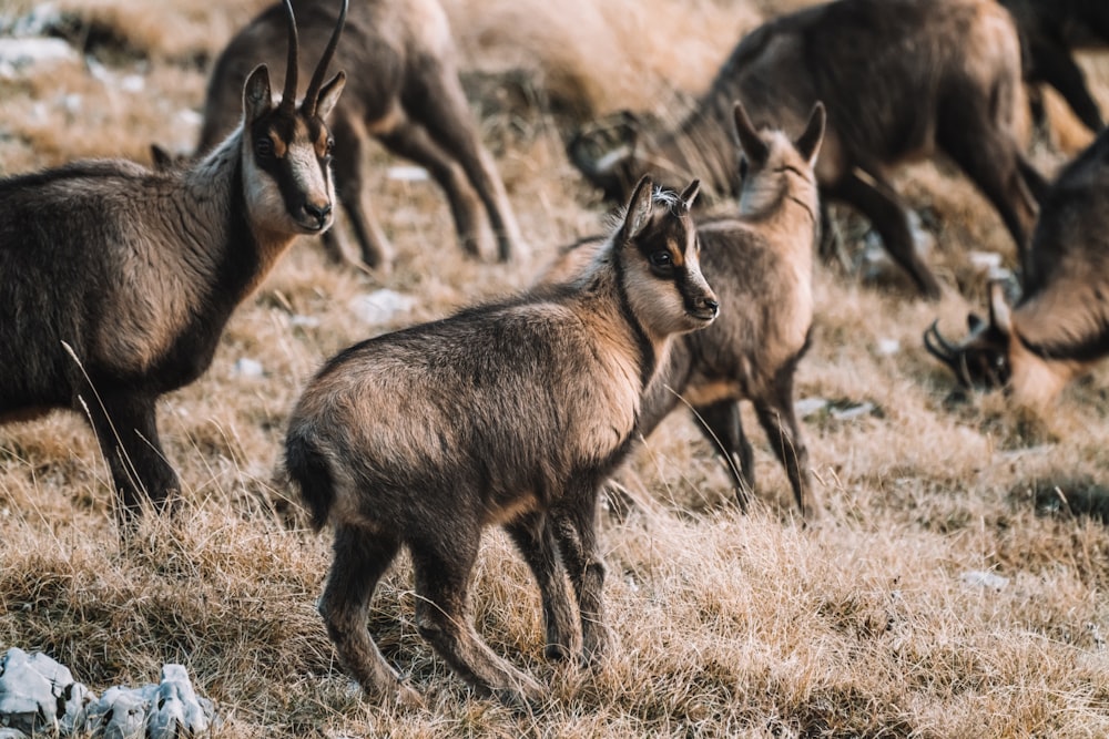 herd of deer on brown grass field during daytime