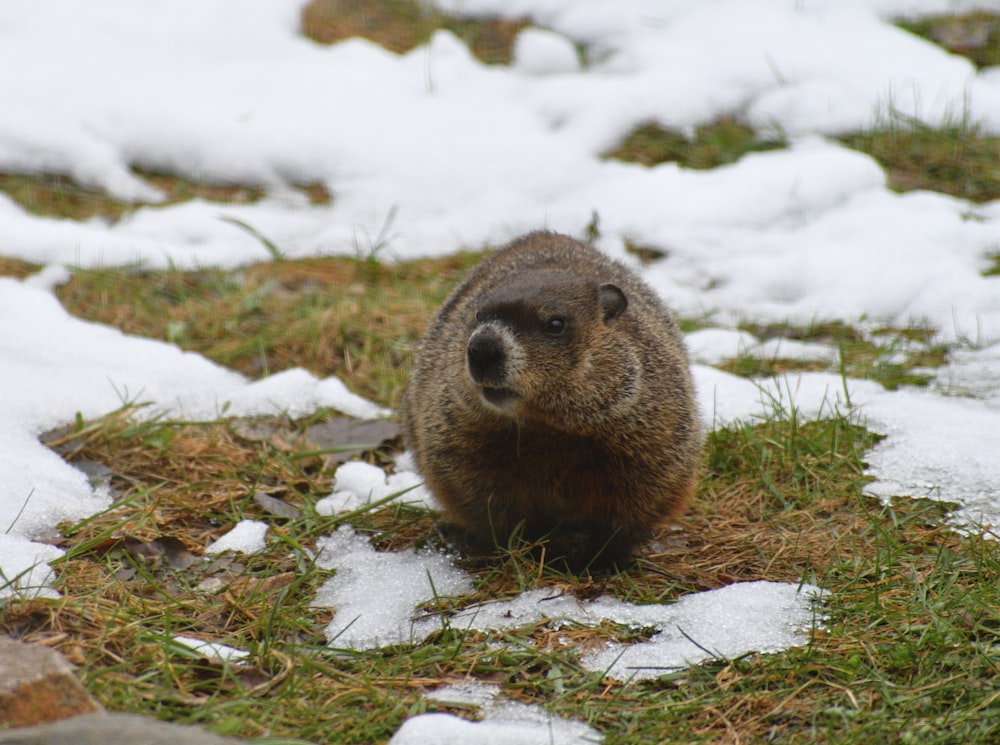 brown rodent on snow covered ground during daytime