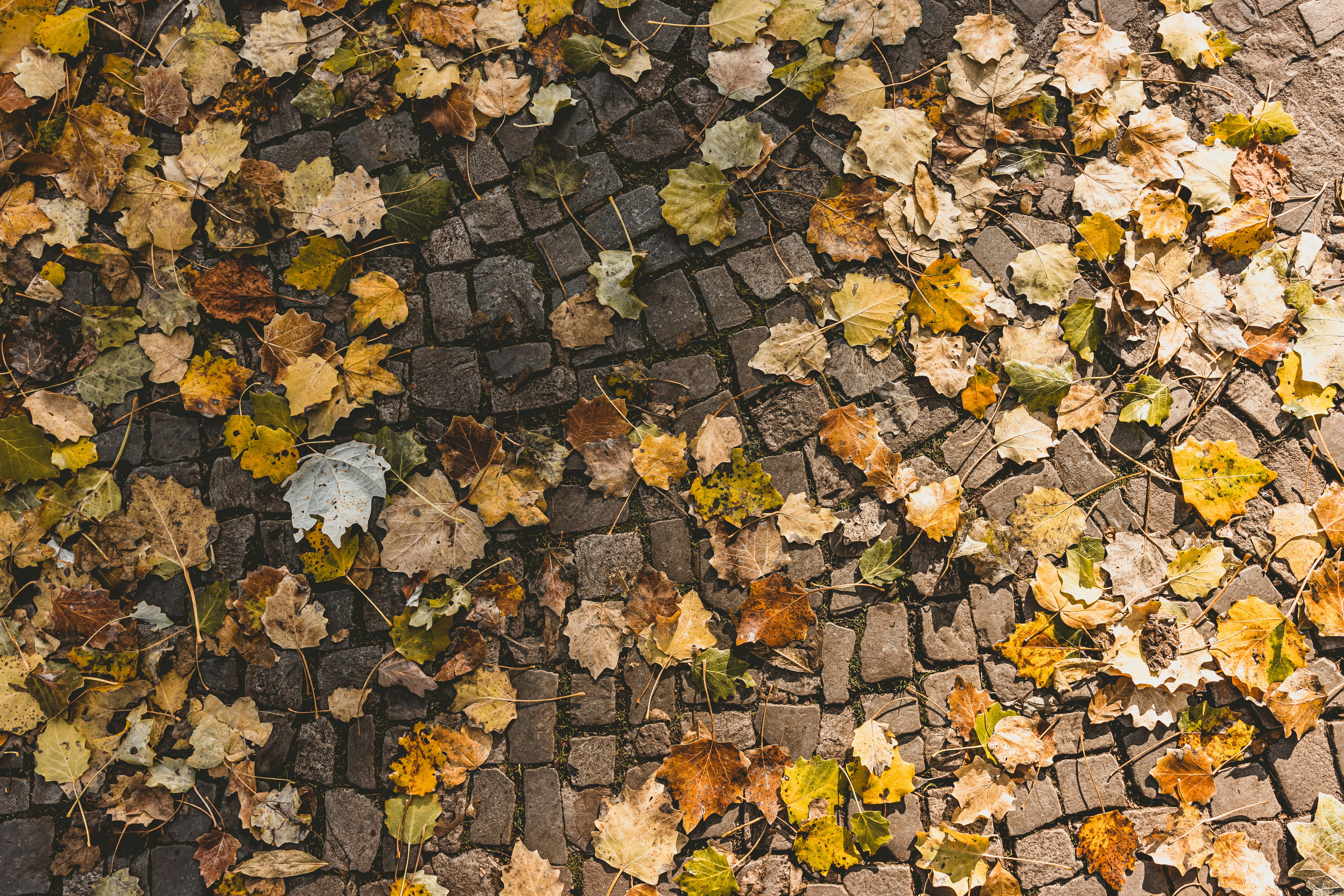 a bunch of leaves that are on the ground