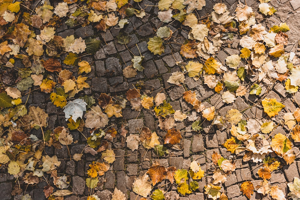 a bunch of leaves that are on the ground