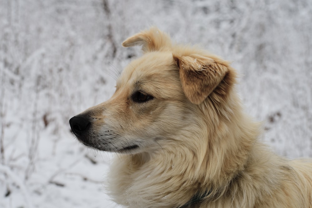 brown long coated dog on snow covered ground during daytime