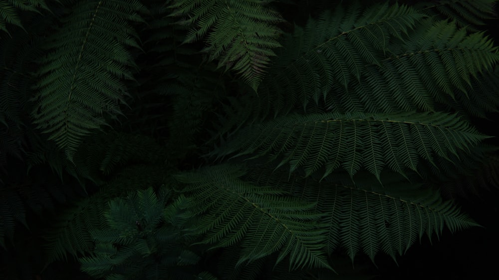 green fern plant during daytime