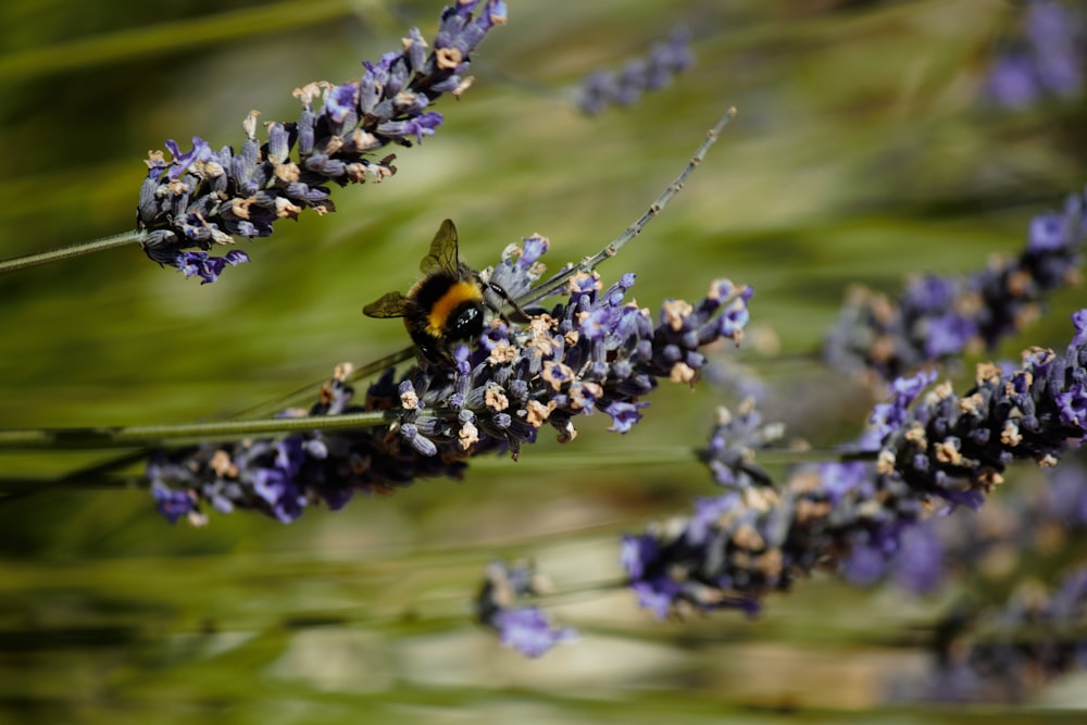 Schwarze und gelbe Biene auf lila Blume