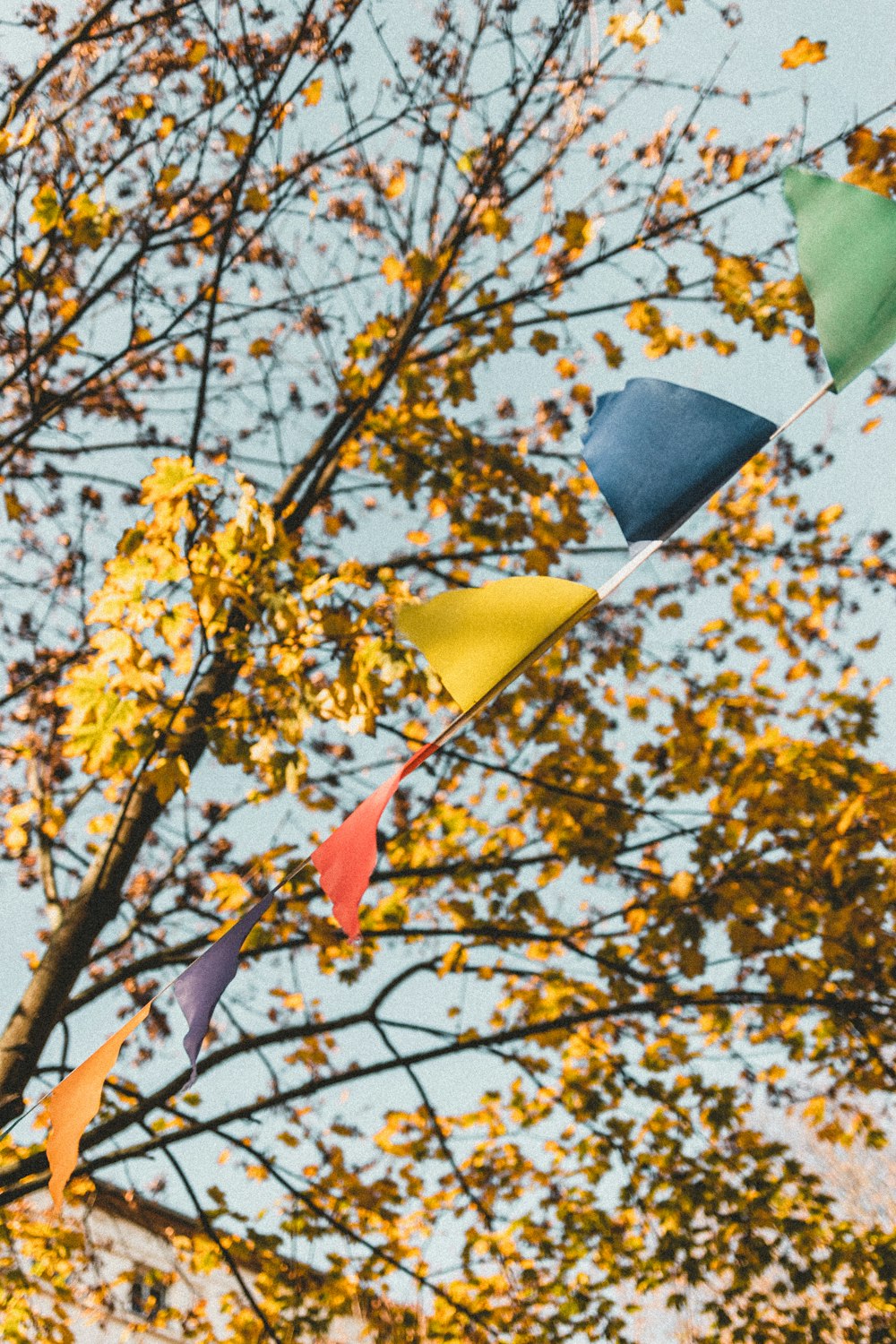 feuilles d’érable noires et jaunes sur l’arbre