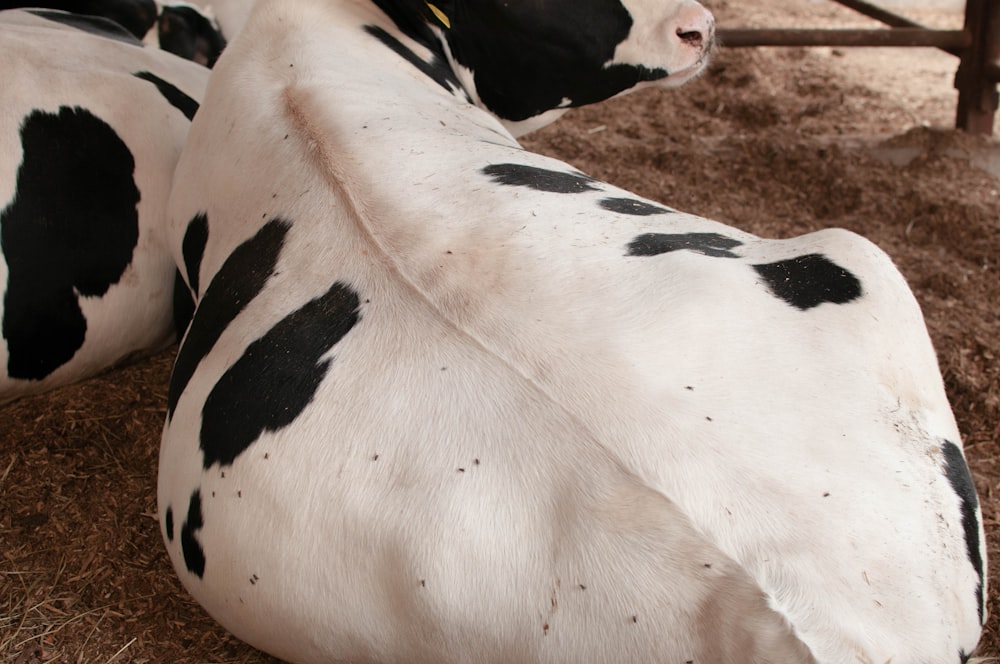 white and black cow on brown ground