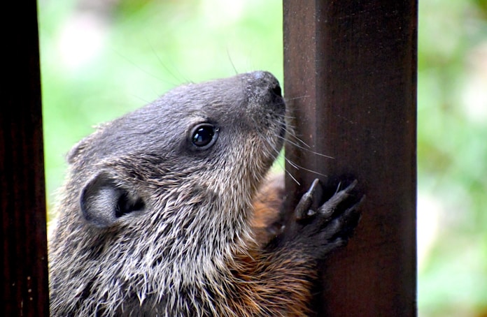  A week-old groundhog exploring a wooden deck.