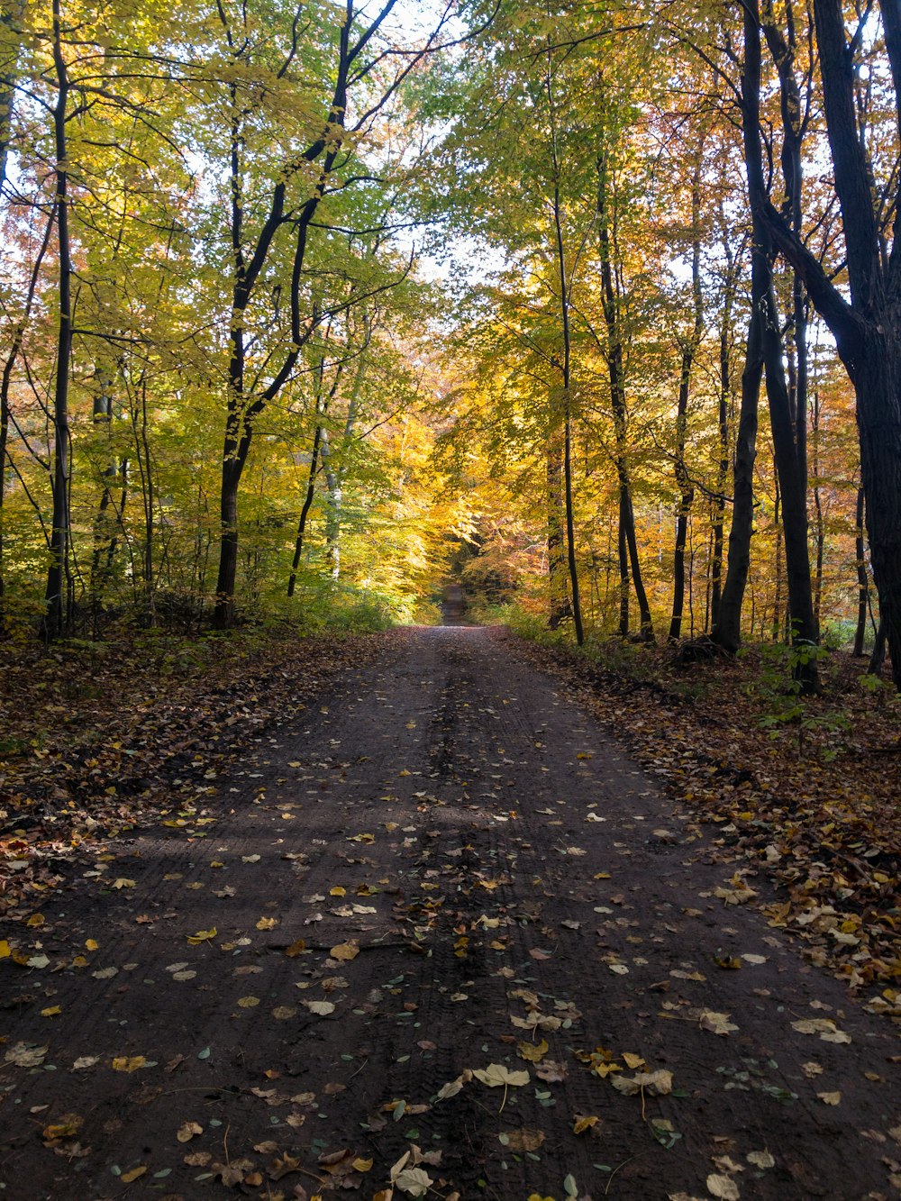 brown pathway between green trees during daytime