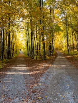 gray concrete road in between green trees during daytime