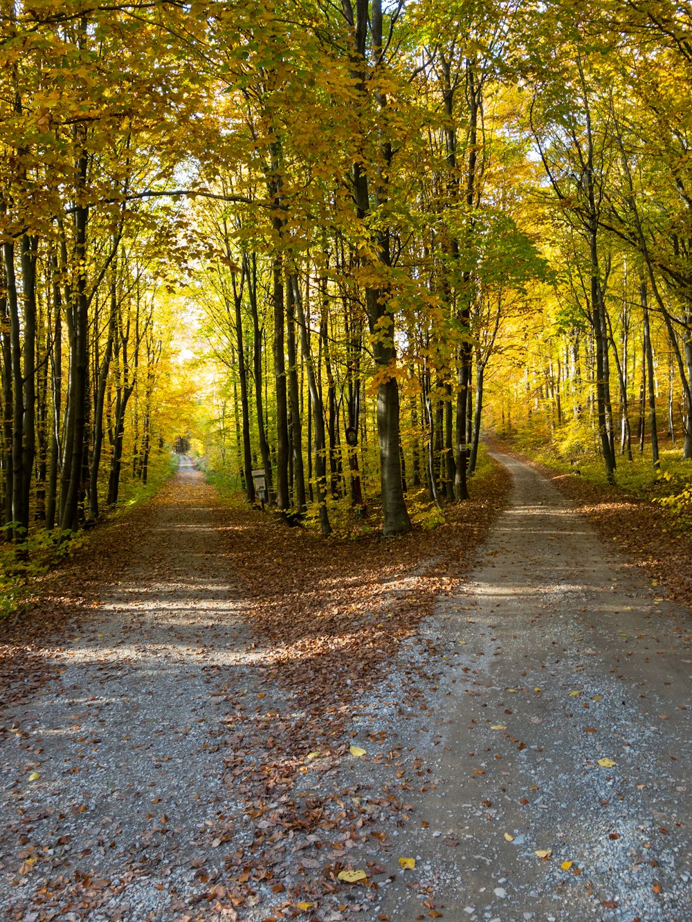 strada di cemento grigio tra alberi verdi durante il giorno