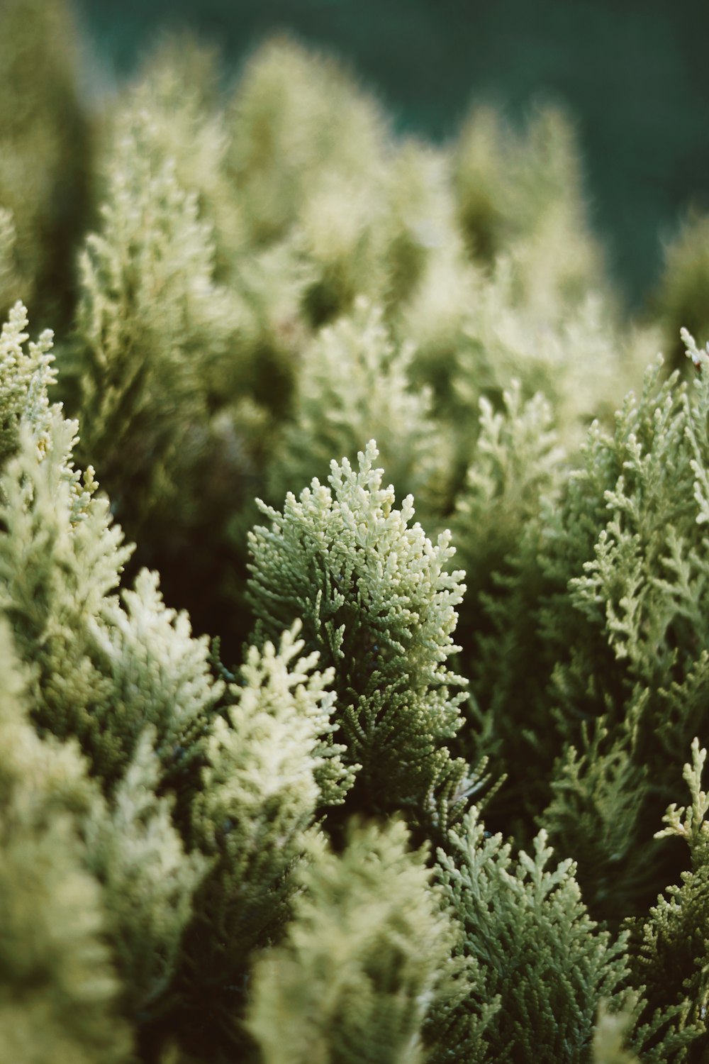 green and white plant during daytime