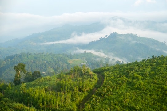 A lush, green landscape with rolling hills and mountains partially covered by mist. A narrow dirt path winds through the vibrant greenery, leading the eye toward the distant mist-covered hills. The scene evokes a sense of tranquility with the interplay of light and shadows.