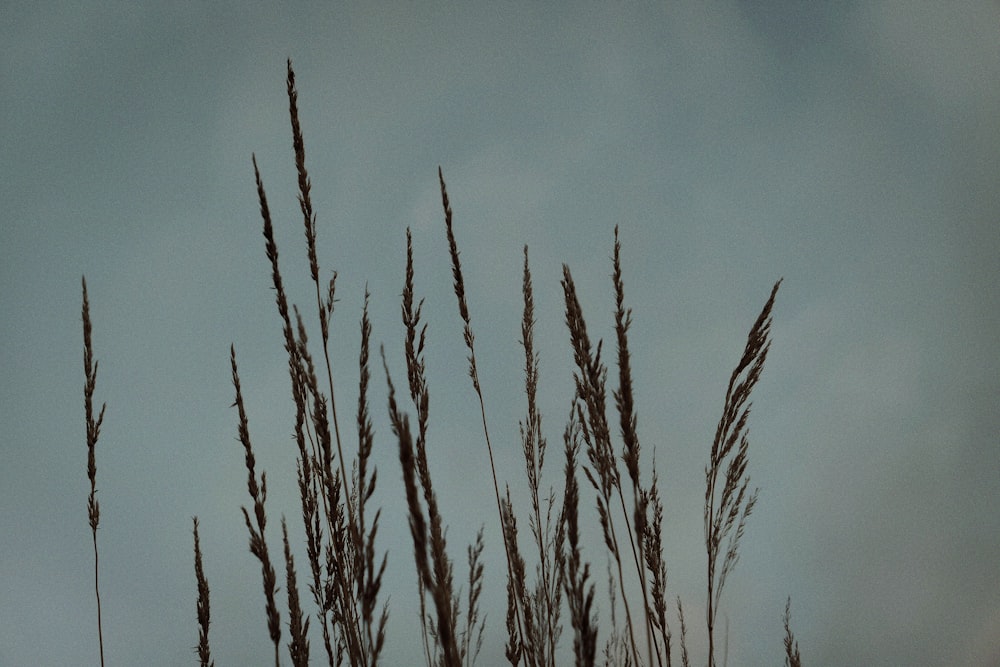 brown grass under blue sky