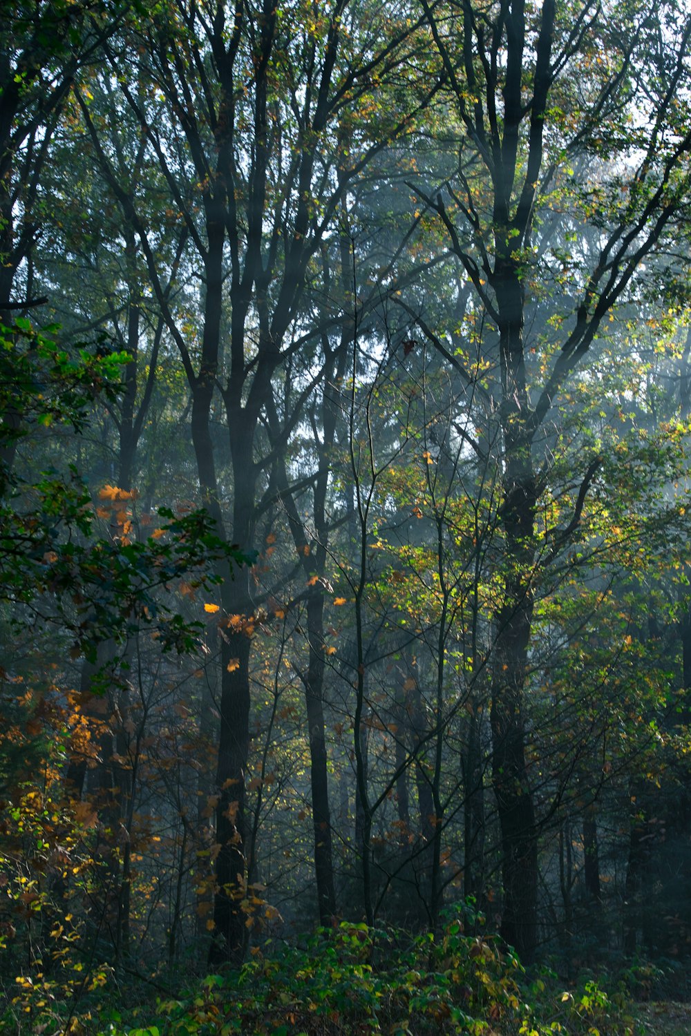 green and yellow trees during daytime