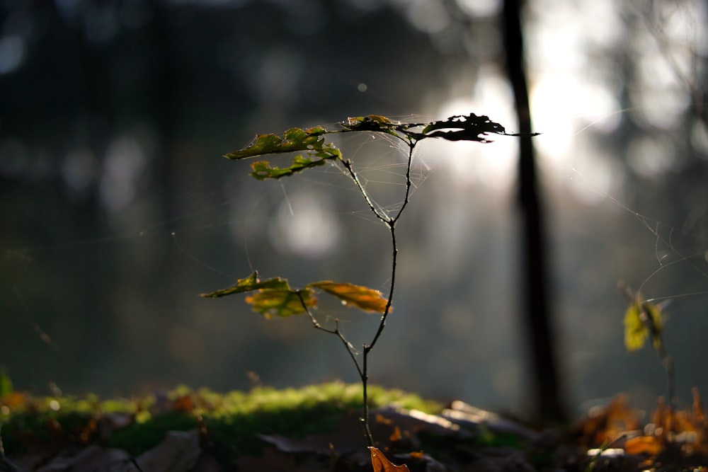 green leaf on brown branch