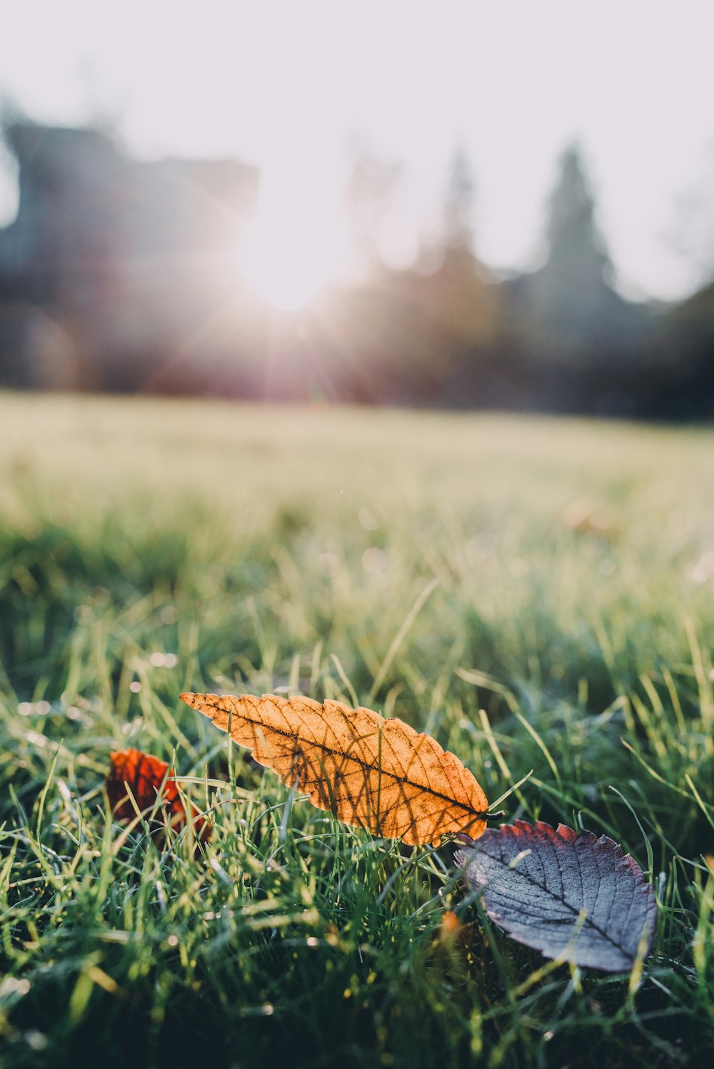 brown leaf on green grass during daytime