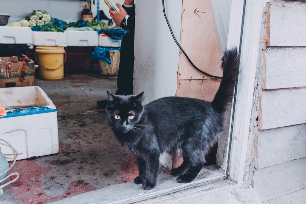 black cat on white wooden window