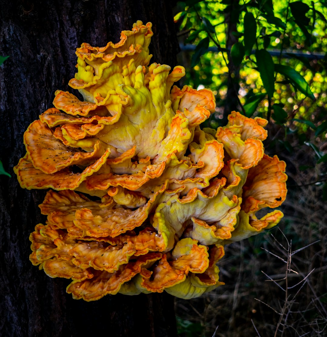 mushrooms rotten, mushroom, brown and white flower on tree