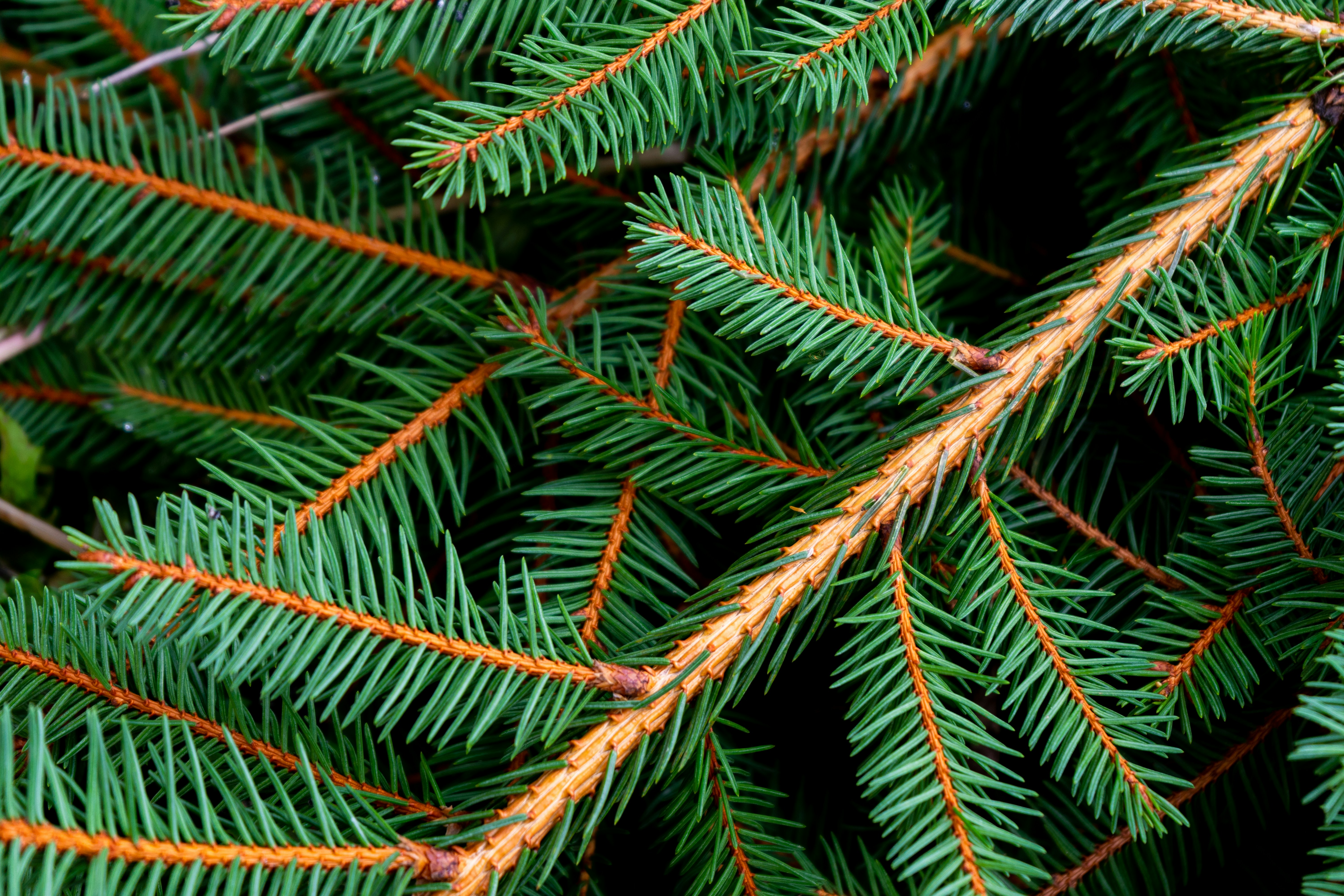 green christmas wallpaper, wallpaper, Grinch Crafts for Adults: Festive DIY Ideas 6