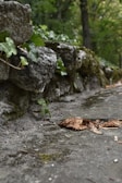 A close-up of an old stone wall covered in ivy.