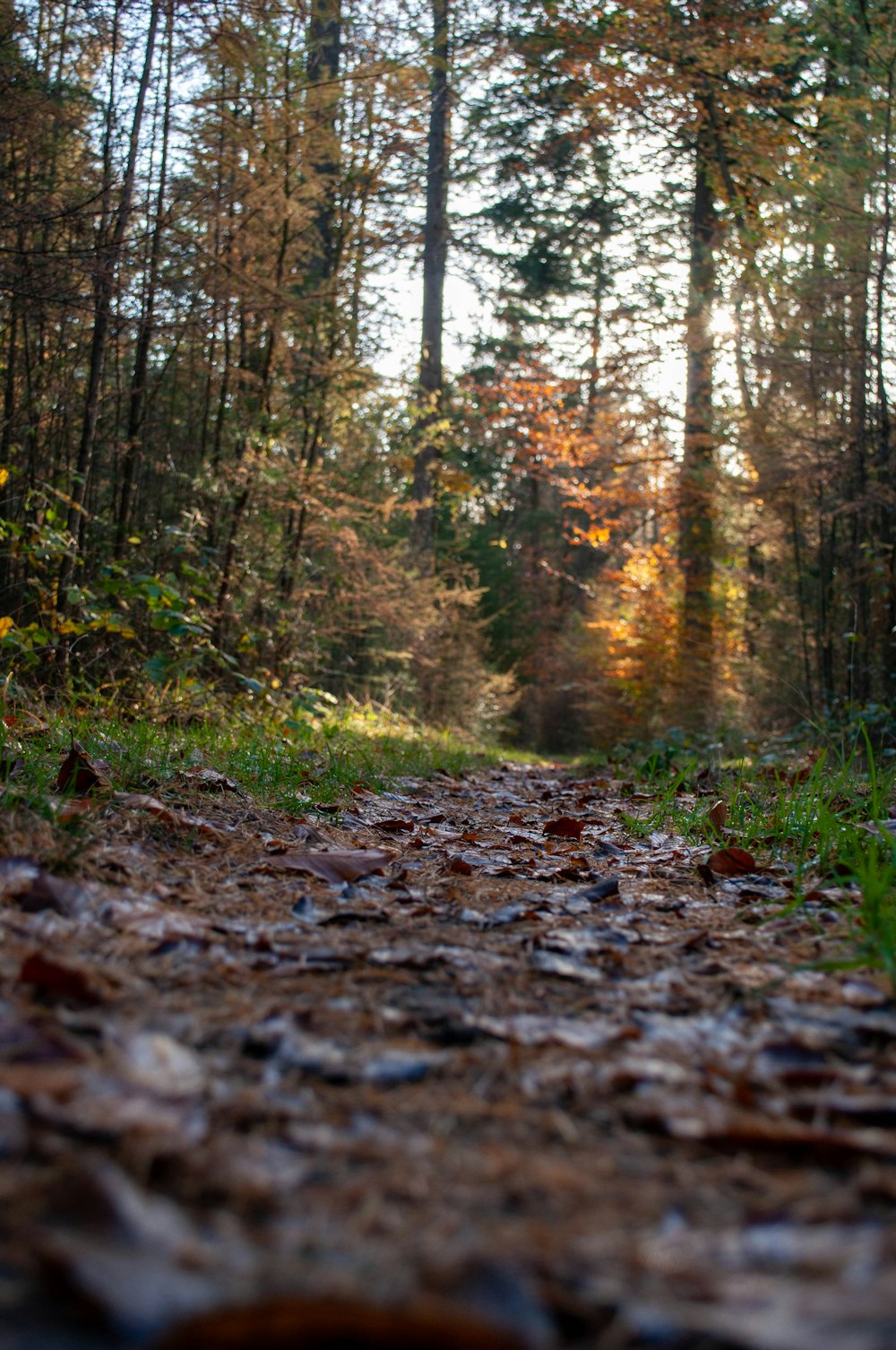 brown dried leaves on ground