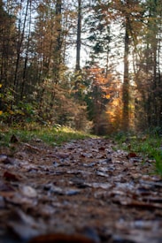 A forest trail covered in fallen leaves extends into the distance, surrounded by tall trees. The sunlight filters through the branches, casting a warm glow on the autumn foliage. The ground is slightly blurred, with a focus on the path leading through the forest.