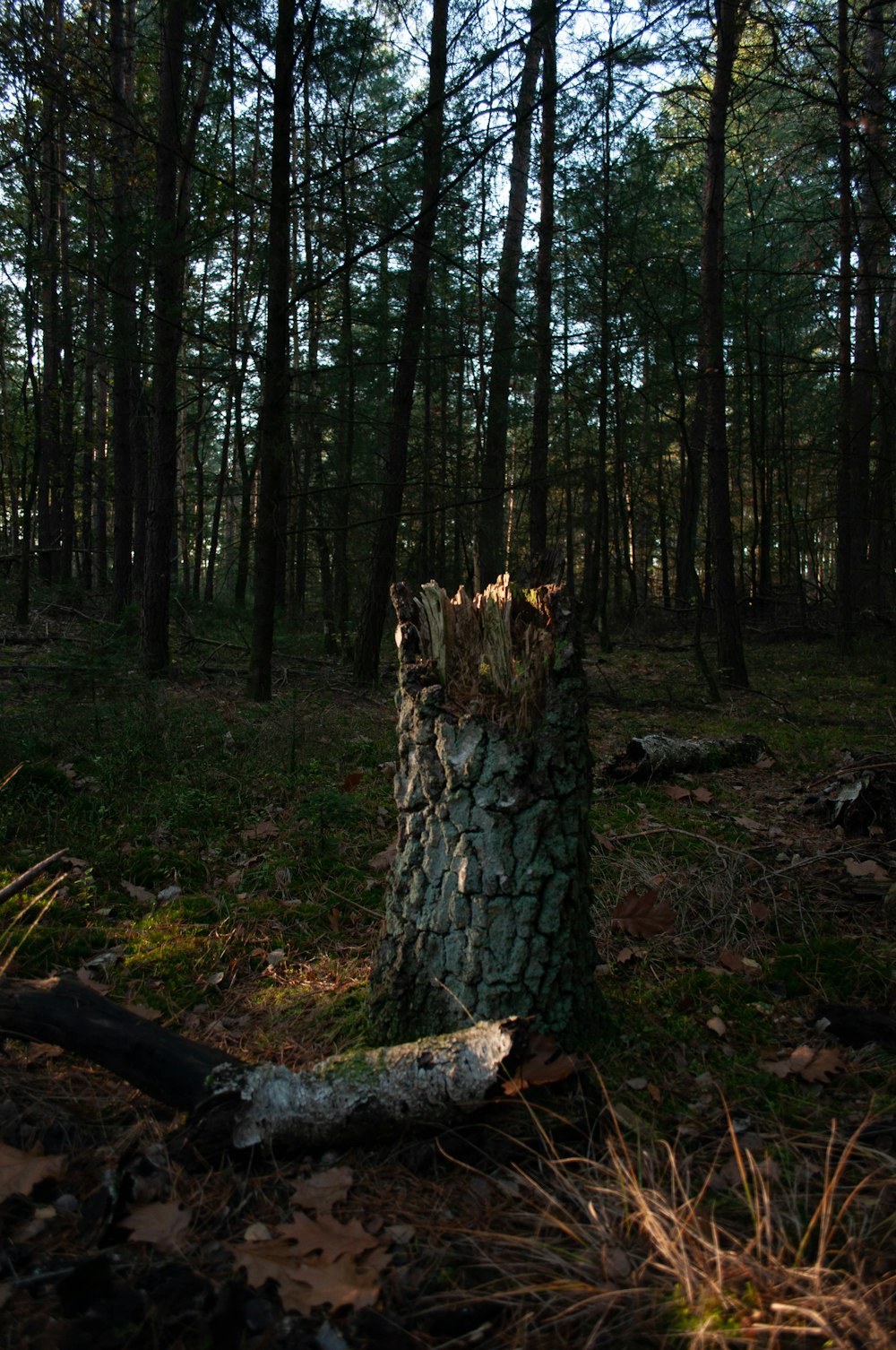 brown tree trunk on green grass field