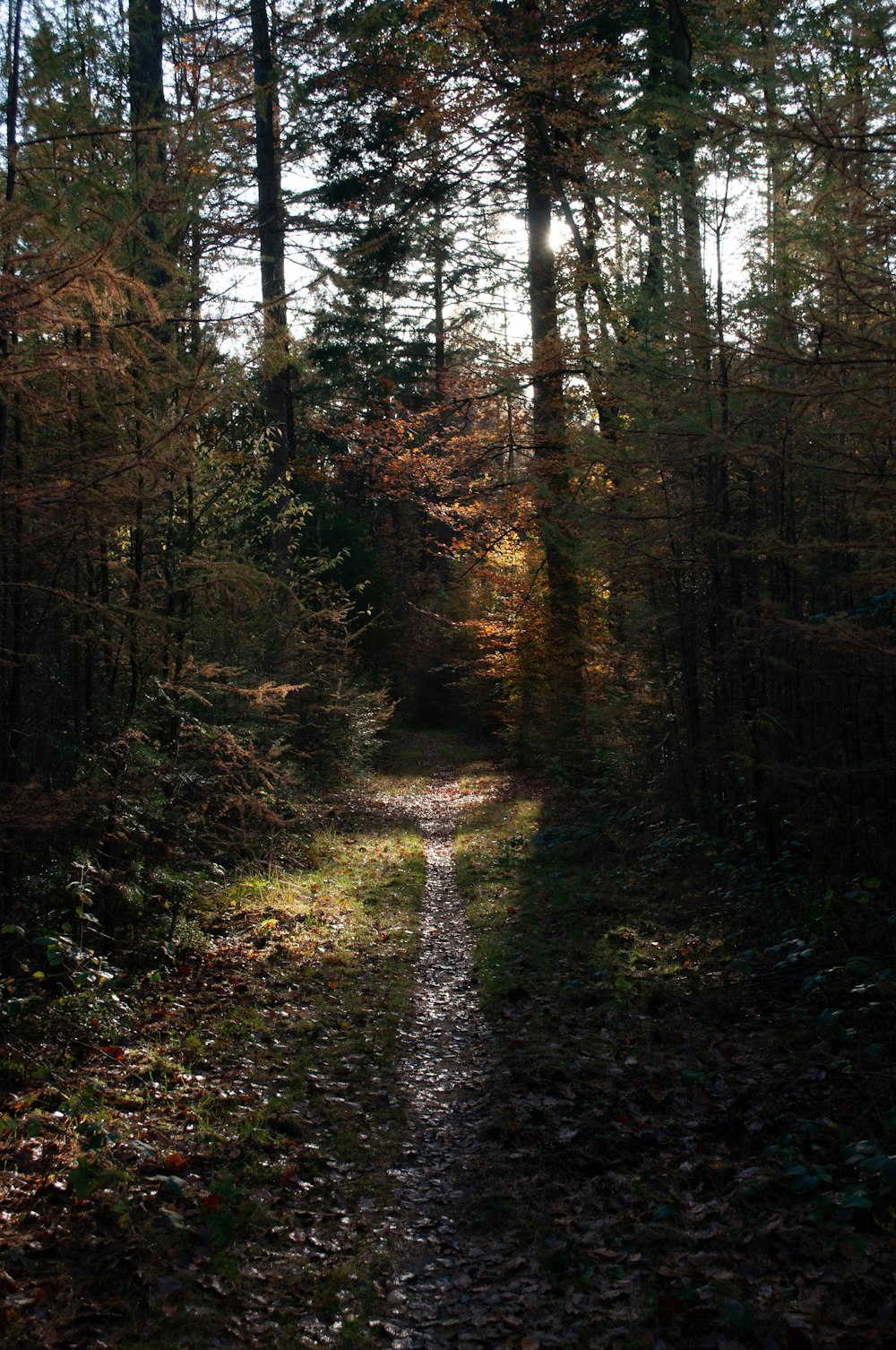 green trees on forest during daytime