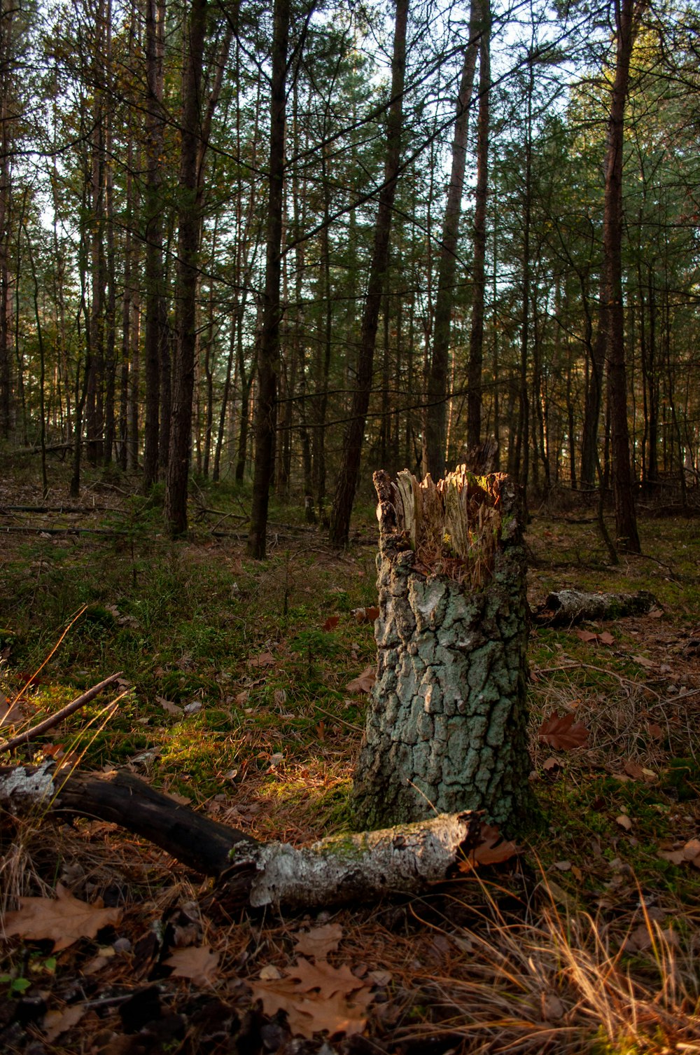 brown tree trunk on green grass field