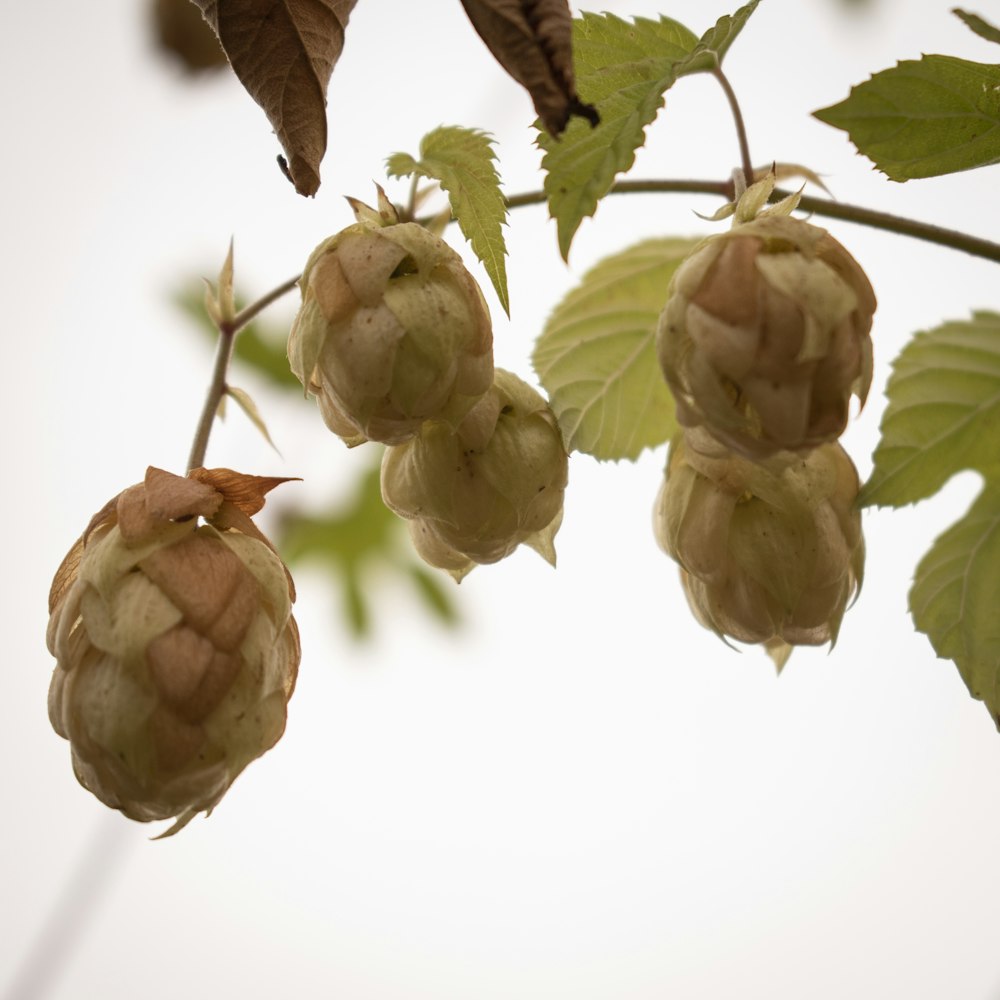 green and brown fruit on white surface