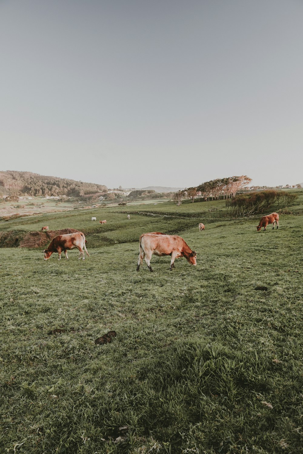 日中の緑の草原の牛の群れ