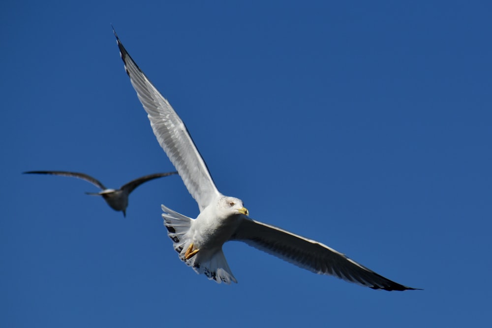 Uccello bianco e nero che vola sotto il cielo blu durante il giorno