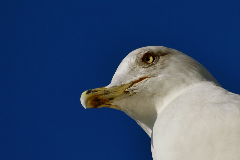 white bird in close up photography