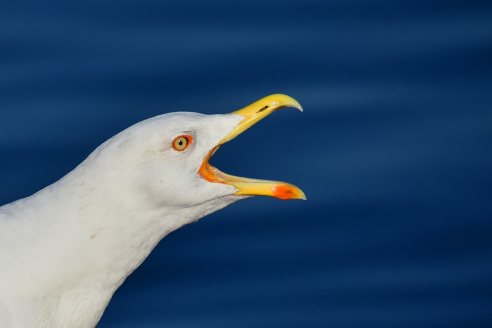 white gull in close up photography