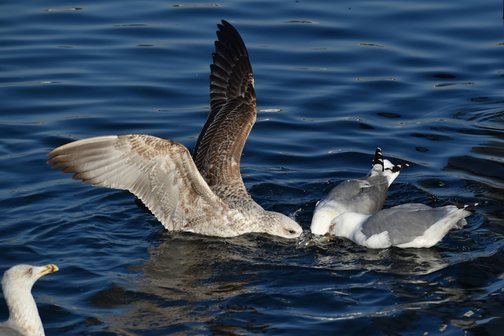 white and black bird flying over the sea