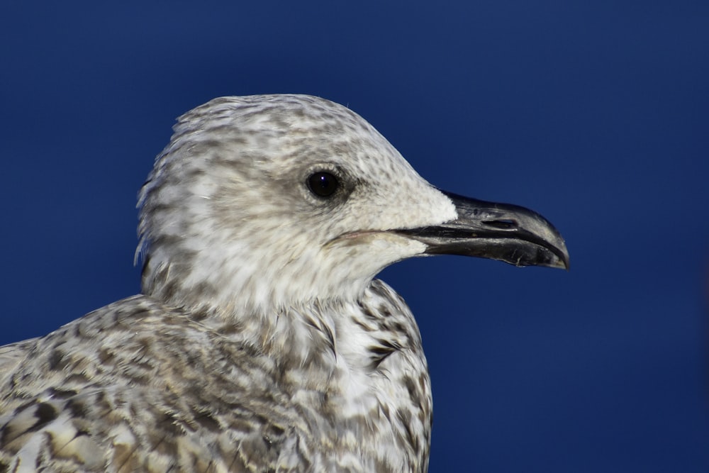 white and brown bird in close up photography