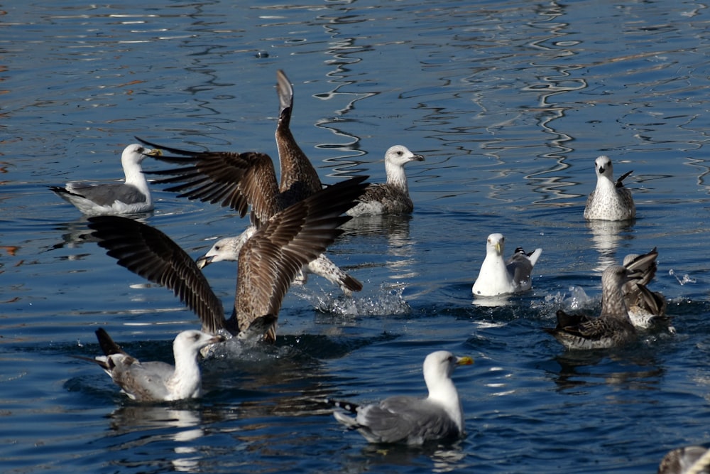 white and brown birds on water during daytime